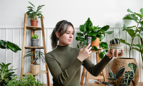 A marketplace seller photographs a cactus, surrounded by various other plants in the background.